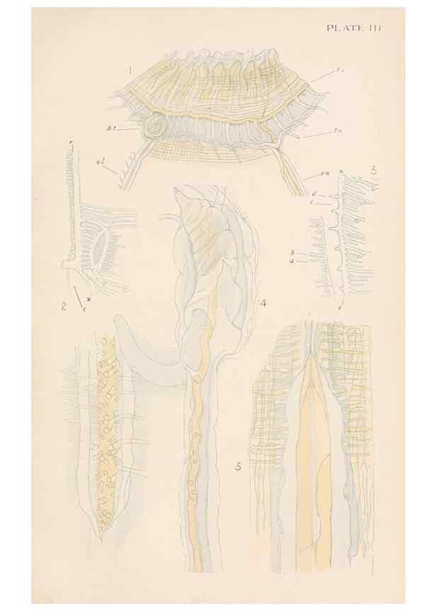 Reproducción/Reproduction 49488584447: The British Tunicata;. London,Printed for the Ray society,1905-12.. 