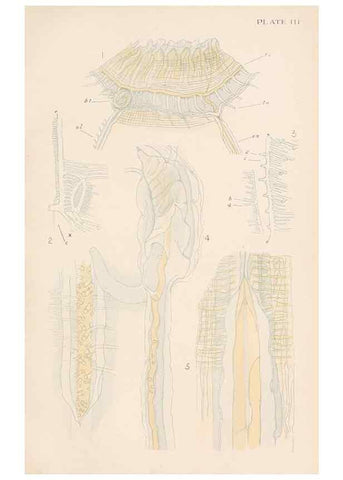 Reproducción/Reproduction 49488584447: The British Tunicata;. London,Printed for the Ray society,1905-12.. 