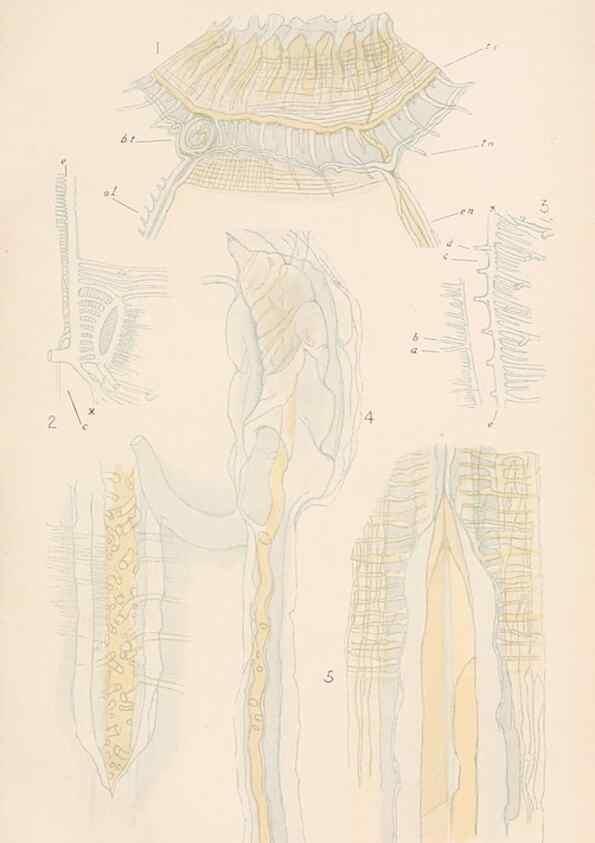 Reproducción/Reproduction 49488584447: The British Tunicata;. London,Printed for the Ray society,1905-12.. 