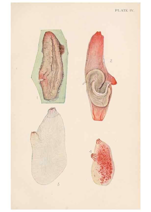 Reproducción/Reproduction 49488375696: The British Tunicata;. London,Printed for the Ray society,1905-12.. 
