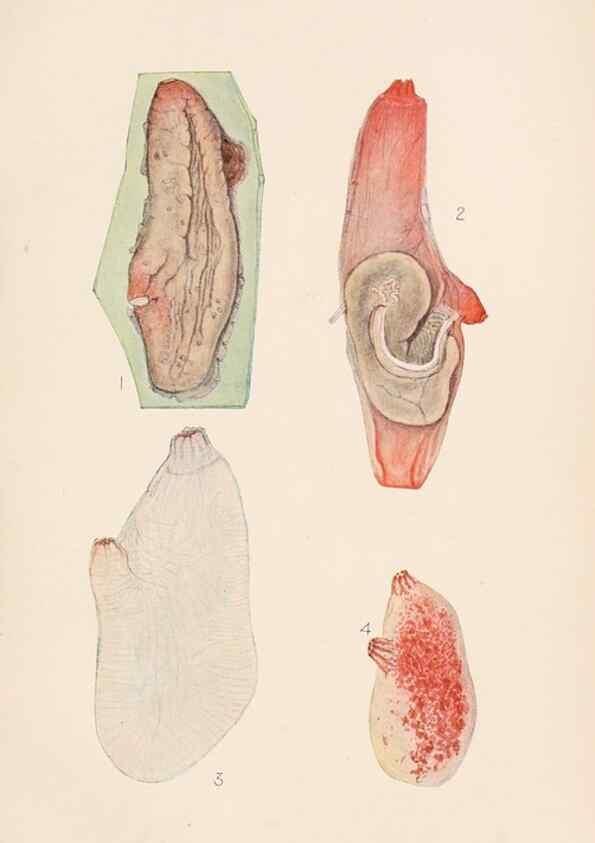 Reproducción/Reproduction 49488375696: The British Tunicata;. London,Printed for the Ray society,1905-12.. 