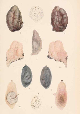 Reproducción/Reproduction 49488585112: The British Tunicata;. London,Printed for the Ray society,1905-12.. 