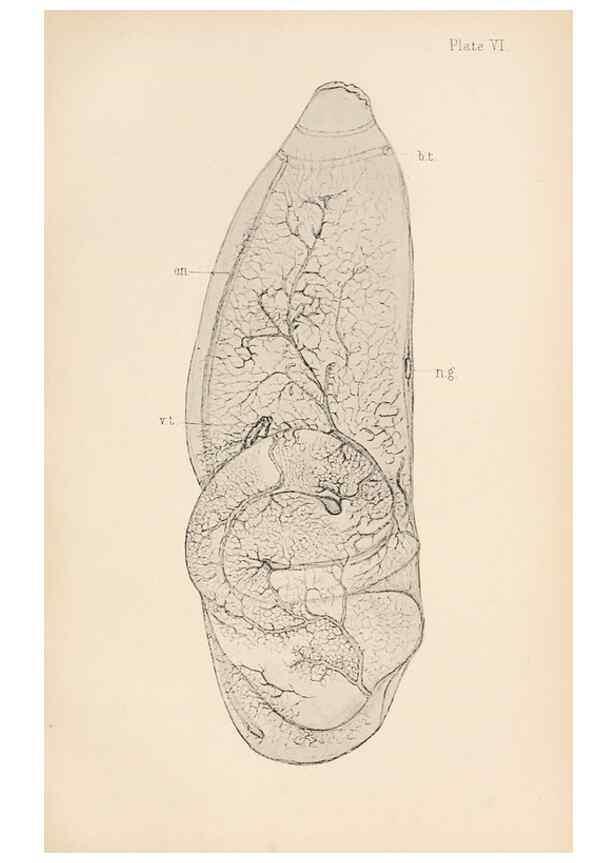 Reproducción/Reproduction 49488585387: The British Tunicata;. London,Printed for the Ray society,1905-12.. 