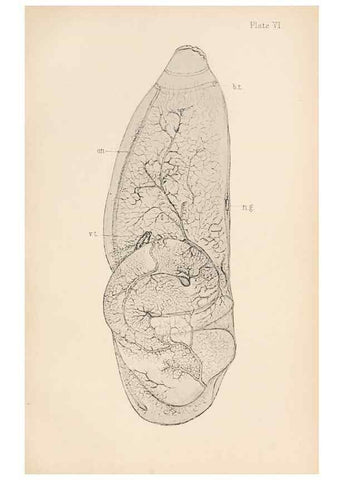 Reproducción/Reproduction 49488585387: The British Tunicata;. London,Printed for the Ray society,1905-12.. 