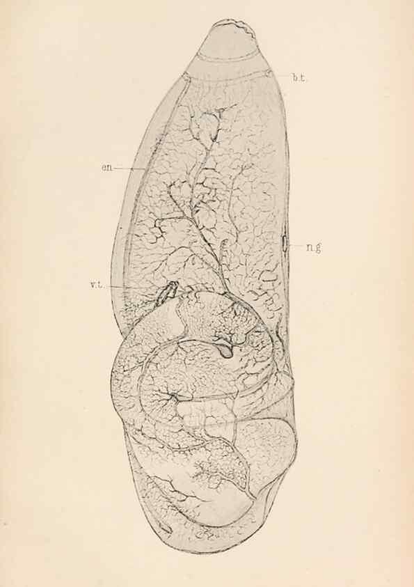 Reproducción/Reproduction 49488585387: The British Tunicata;. London,Printed for the Ray society,1905-12.. 