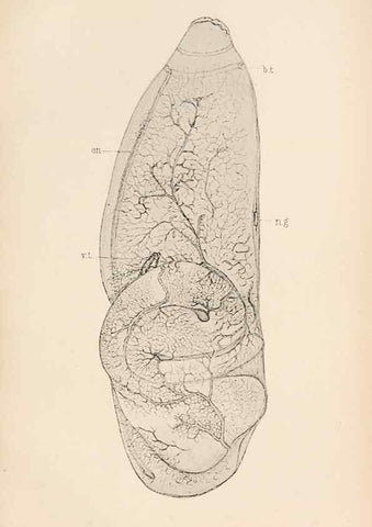 Reproducción/Reproduction 49488585387: The British Tunicata;. London,Printed for the Ray society,1905-12.. 