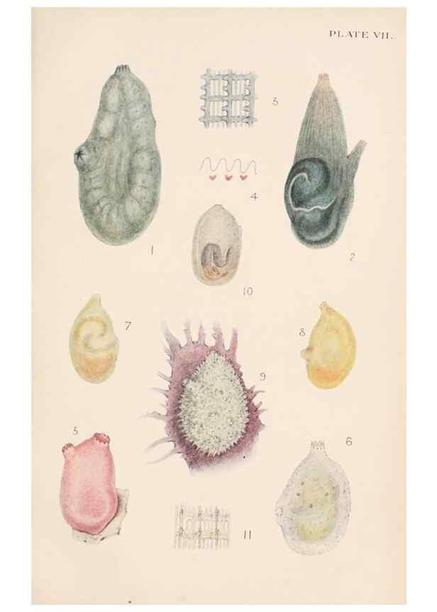 Reproducción/Reproduction 49488585767: The British Tunicata;. London,Printed for the Ray society,1905-12.. 