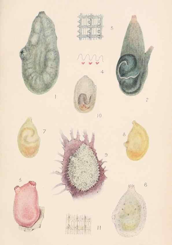 Reproducción/Reproduction 49488585767: The British Tunicata;. London,Printed for the Ray society,1905-12.. 