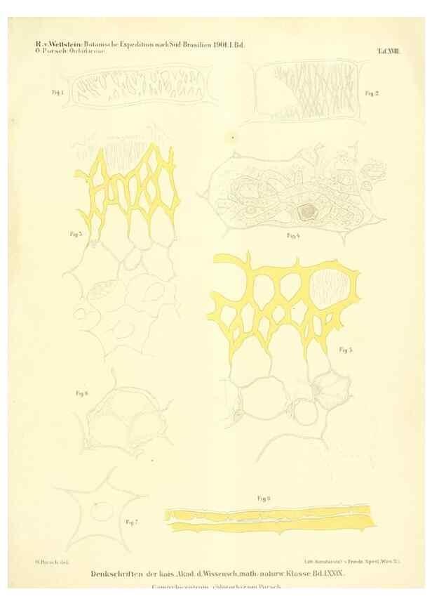 Reproducción/Reproduction 49487639656: Pteridophyta und Anthophyta /. Wien :K.K. Hof- und Staatsdruckerei,1908.. 