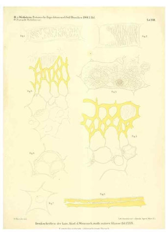 Reproducción/Reproduction 49487639656: Pteridophyta und Anthophyta /. Wien :K.K. Hof- und Staatsdruckerei,1908.. 