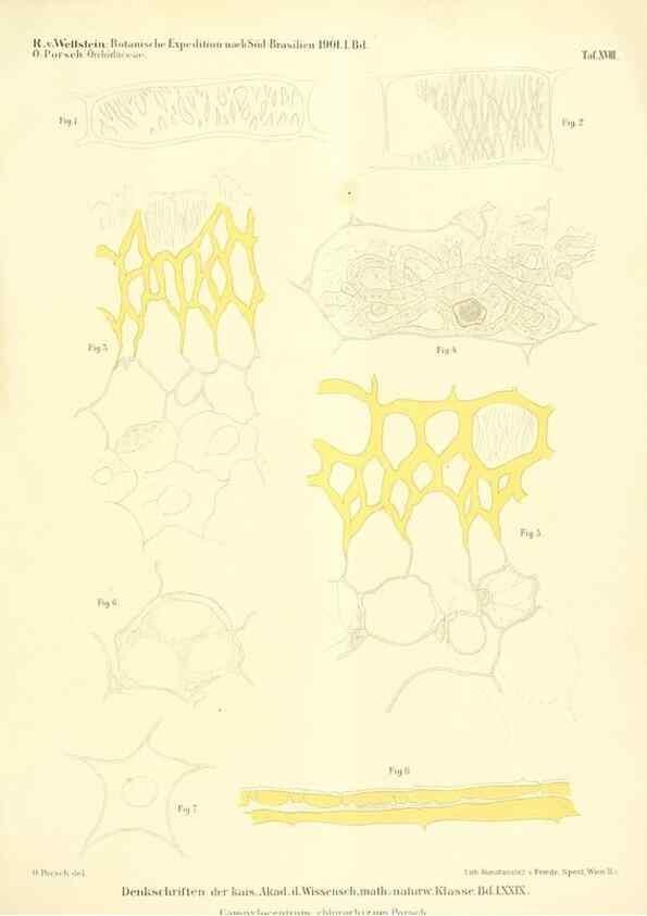 Reproducción/Reproduction 49487639656: Pteridophyta und Anthophyta /. Wien :K.K. Hof- und Staatsdruckerei,1908.. 