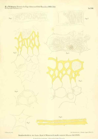 Reproducción/Reproduction 49487639656: Pteridophyta und Anthophyta /. Wien :K.K. Hof- und Staatsdruckerei,1908.. 