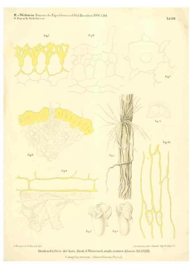 Reproducción/Reproduction 49487639446: Pteridophyta und Anthophyta /. Wien :K.K. Hof- und Staatsdruckerei,1908.. 
