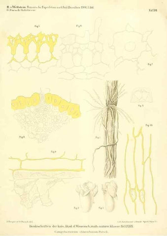 Reproducción/Reproduction 49487639446: Pteridophyta und Anthophyta /. Wien :K.K. Hof- und Staatsdruckerei,1908.. 