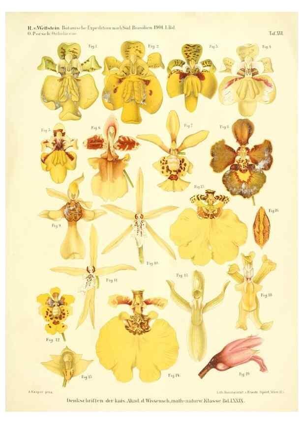 Reproducción/Reproduction 49487848417: Pteridophyta und Anthophyta /. Wien :K.K. Hof- und Staatsdruckerei,1908.. 