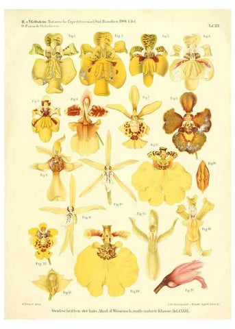 Reproducción/Reproduction 49487848417: Pteridophyta und Anthophyta /. Wien :K.K. Hof- und Staatsdruckerei,1908.. 