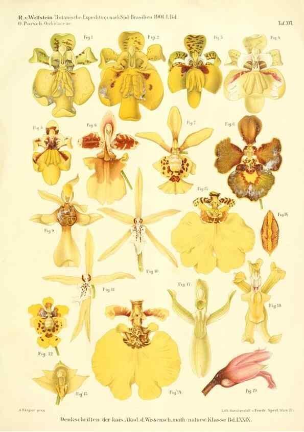 Reproducción/Reproduction 49487848417: Pteridophyta und Anthophyta /. Wien :K.K. Hof- und Staatsdruckerei,1908.. 