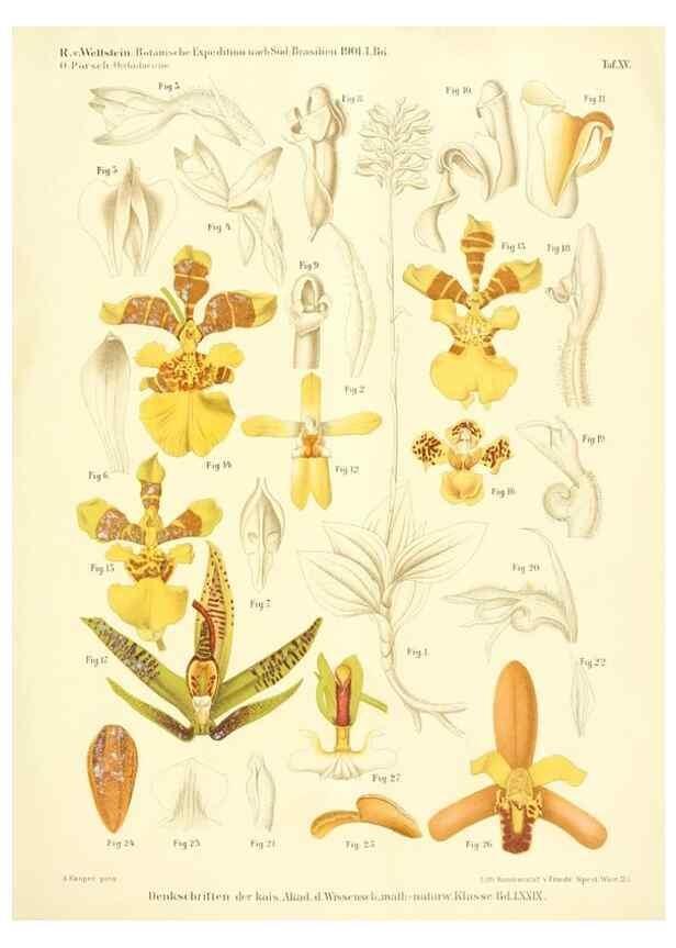 Reproducción/Reproduction 49487638911: Pteridophyta und Anthophyta /. Wien :K.K. Hof- und Staatsdruckerei,1908.. 