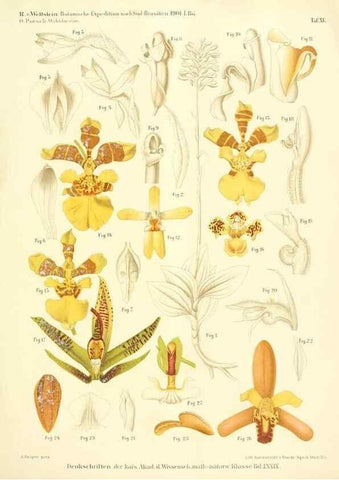 Reproducción/Reproduction 49487638911: Pteridophyta und Anthophyta /. Wien :K.K. Hof- und Staatsdruckerei,1908.. 