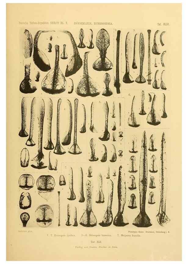 Reproducción/Reproduction 49484396273: Wissenschaftliche Ergebnisse der Deutschen Tiefsee-Expedition auf dem Dampfer ""Valdivia"" 1898-1899.. Jena,G. Fischer,1902-40.. 