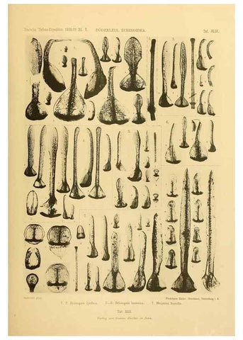 Reproducción/Reproduction 49484396273: Wissenschaftliche Ergebnisse der Deutschen Tiefsee-Expedition auf dem Dampfer ""Valdivia"" 1898-1899.. Jena,G. Fischer,1902-40.. 