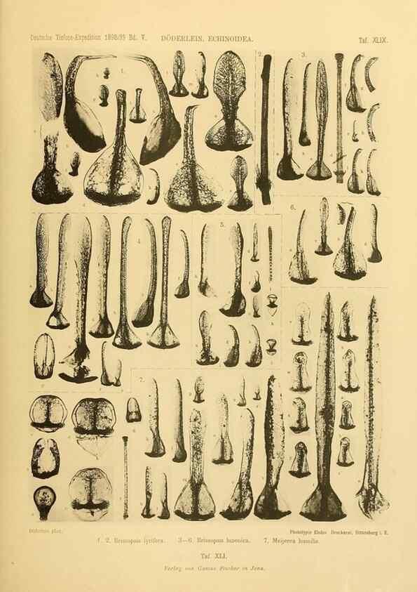 Reproducción/Reproduction 49484396273: Wissenschaftliche Ergebnisse der Deutschen Tiefsee-Expedition auf dem Dampfer ""Valdivia"" 1898-1899.. Jena,G. Fischer,1902-40.. 