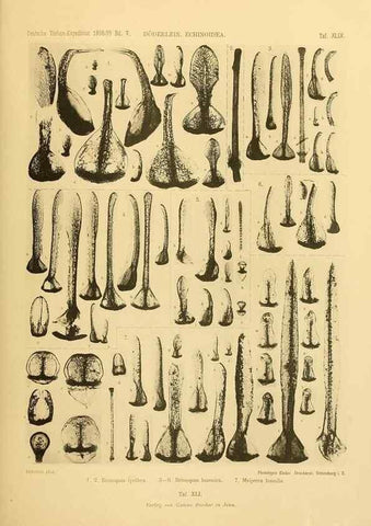 Reproducción/Reproduction 49484396273: Wissenschaftliche Ergebnisse der Deutschen Tiefsee-Expedition auf dem Dampfer ""Valdivia"" 1898-1899.. Jena,G. Fischer,1902-40.. 