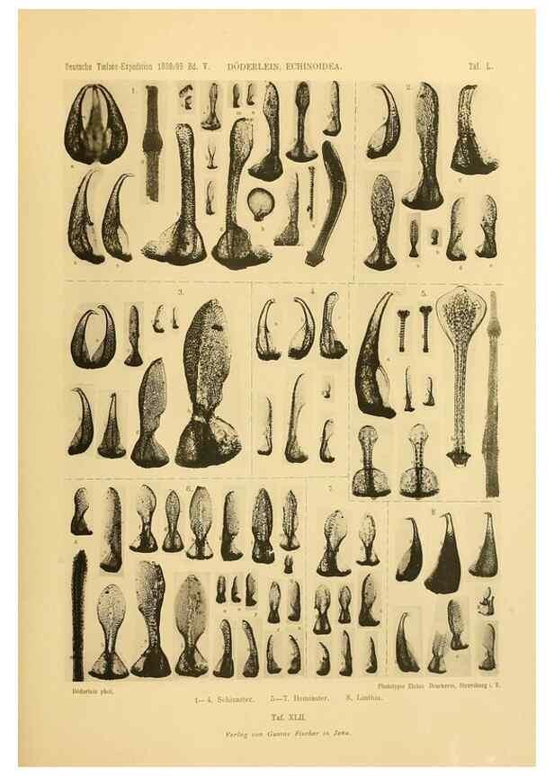 Reproducción/Reproduction 49485093722: Wissenschaftliche Ergebnisse der Deutschen Tiefsee-Expedition auf dem Dampfer ""Valdivia"" 1898-1899.. Jena,G. Fischer,1902-40.. 