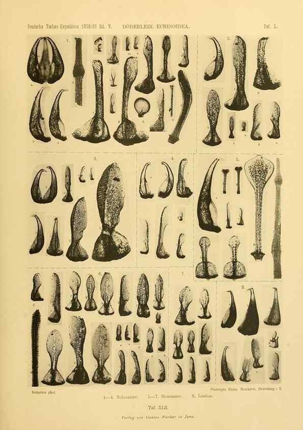 Reproducción/Reproduction 49485093722: Wissenschaftliche Ergebnisse der Deutschen Tiefsee-Expedition auf dem Dampfer ""Valdivia"" 1898-1899.. Jena,G. Fischer,1902-40.. 