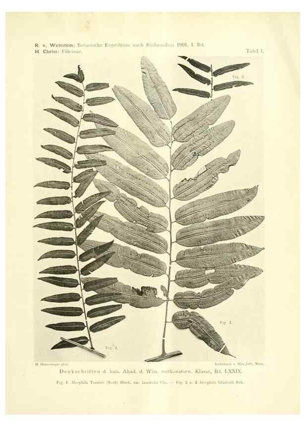 Reproducción/Reproduction 49487844937: Pteridophyta und Anthophyta /. Wien :K.K. Hof- und Staatsdruckerei,1908.. 
