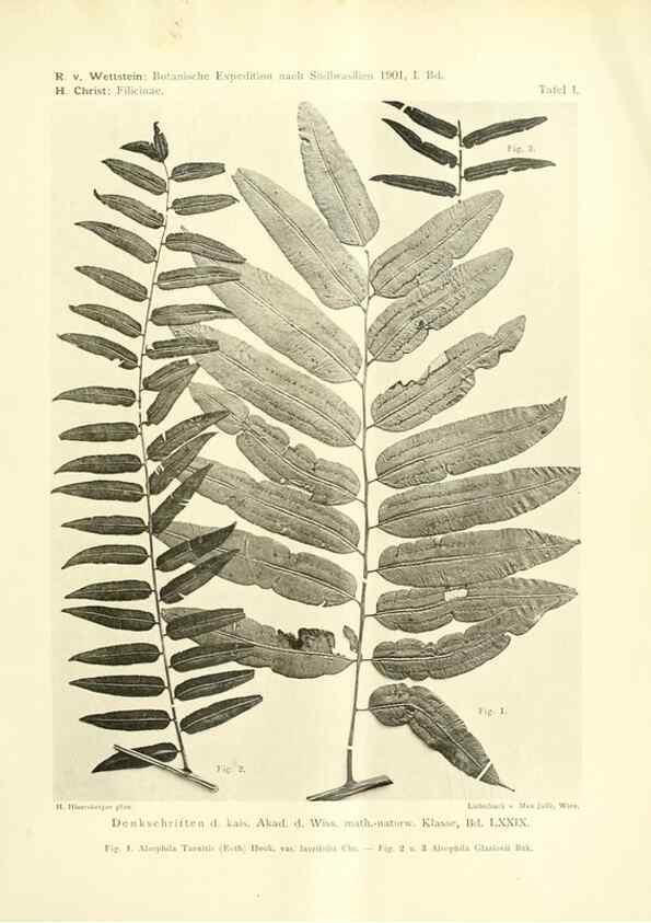 Reproducción/Reproduction 49487844937: Pteridophyta und Anthophyta /. Wien :K.K. Hof- und Staatsdruckerei,1908.. 