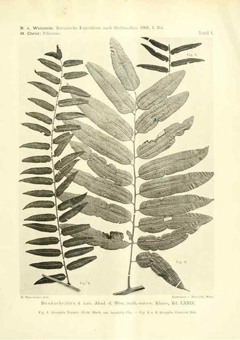 Reproducción/Reproduction 49487844937: Pteridophyta und Anthophyta /. Wien :K.K. Hof- und Staatsdruckerei,1908.. 