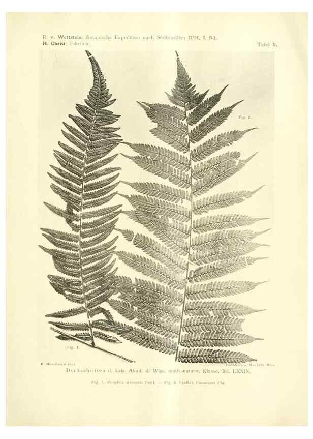 Reproducción/Reproduction 49487139553: Pteridophyta und Anthophyta /. Wien :K.K. Hof- und Staatsdruckerei,1908.. 