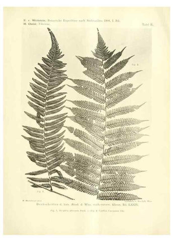 Reproducción/Reproduction 49487139553: Pteridophyta und Anthophyta /. Wien :K.K. Hof- und Staatsdruckerei,1908.. 