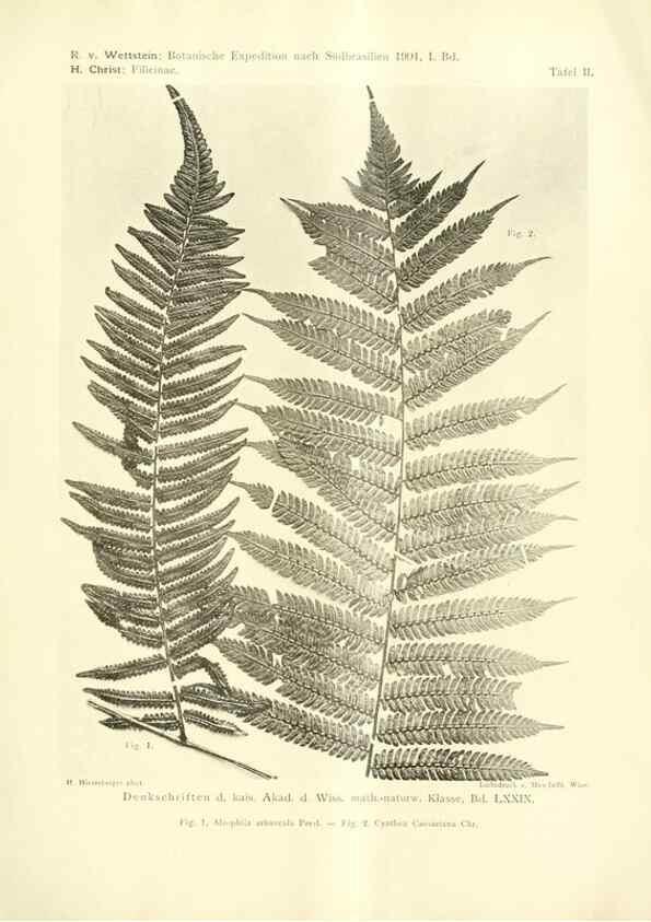 Reproducción/Reproduction 49487139553: Pteridophyta und Anthophyta /. Wien :K.K. Hof- und Staatsdruckerei,1908.. 