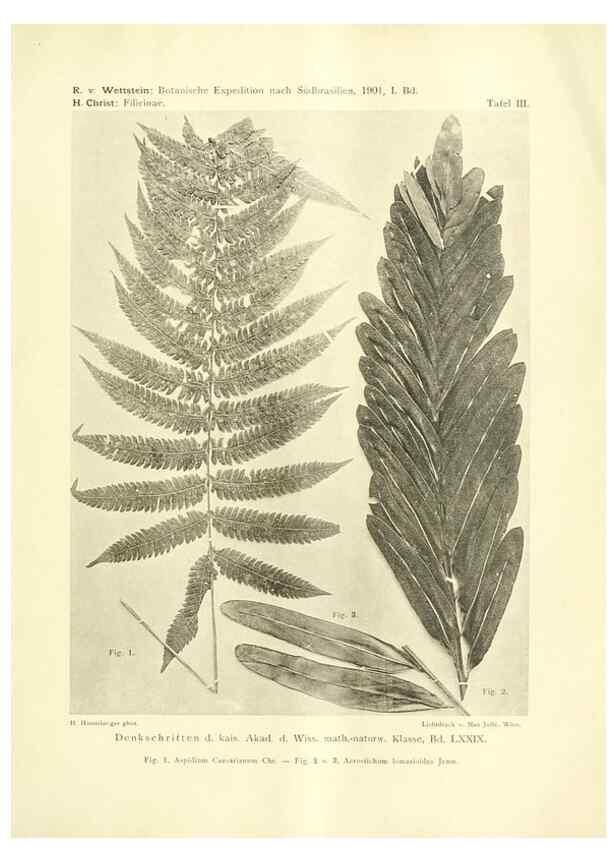 Reproducción/Reproduction 49487845497: Pteridophyta und Anthophyta /. Wien :K.K. Hof- und Staatsdruckerei,1908.. 