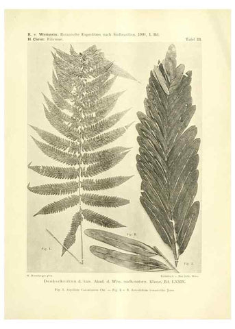 Reproducción/Reproduction 49487845497: Pteridophyta und Anthophyta /. Wien :K.K. Hof- und Staatsdruckerei,1908.. 