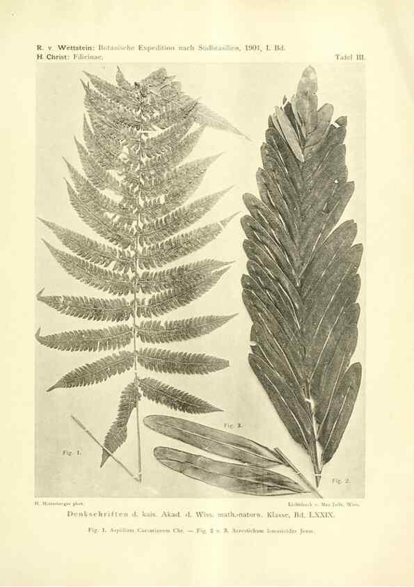 Reproducción/Reproduction 49487845497: Pteridophyta und Anthophyta /. Wien :K.K. Hof- und Staatsdruckerei,1908.. 