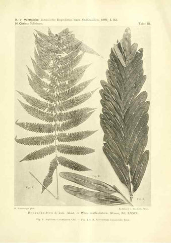 Reproducción/Reproduction 49487845497: Pteridophyta und Anthophyta /. Wien :K.K. Hof- und Staatsdruckerei,1908.. 