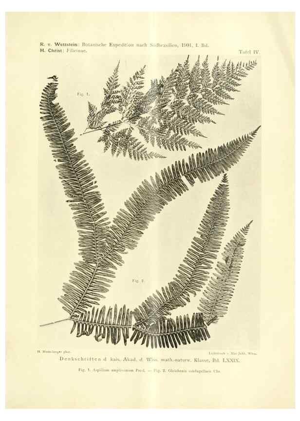 Reproducción/Reproduction 49487140178: Pteridophyta und Anthophyta /. Wien :K.K. Hof- und Staatsdruckerei,1908.. 