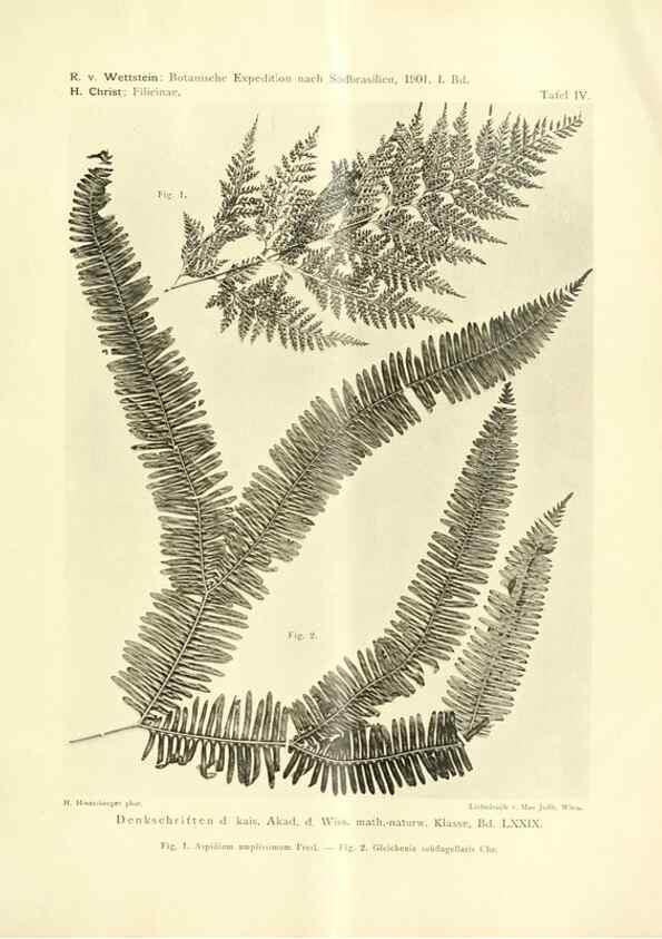 Reproducción/Reproduction 49487140178: Pteridophyta und Anthophyta /. Wien :K.K. Hof- und Staatsdruckerei,1908.. 