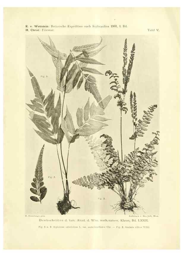 Reproducción/Reproduction 49487845897: Pteridophyta und Anthophyta /. Wien :K.K. Hof- und Staatsdruckerei,1908.. 
