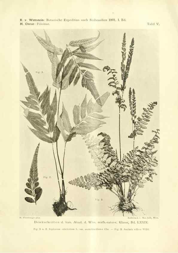 Reproducción/Reproduction 49487845897: Pteridophyta und Anthophyta /. Wien :K.K. Hof- und Staatsdruckerei,1908.. 