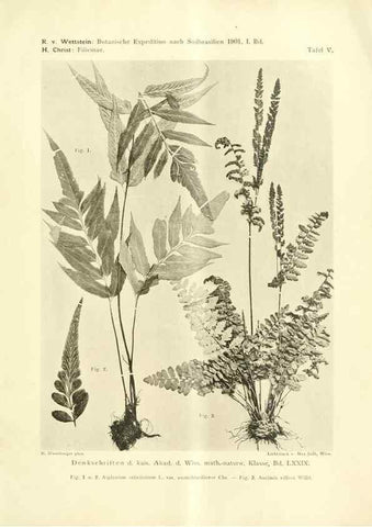 Reproducción/Reproduction 49487845897: Pteridophyta und Anthophyta /. Wien :K.K. Hof- und Staatsdruckerei,1908.. 