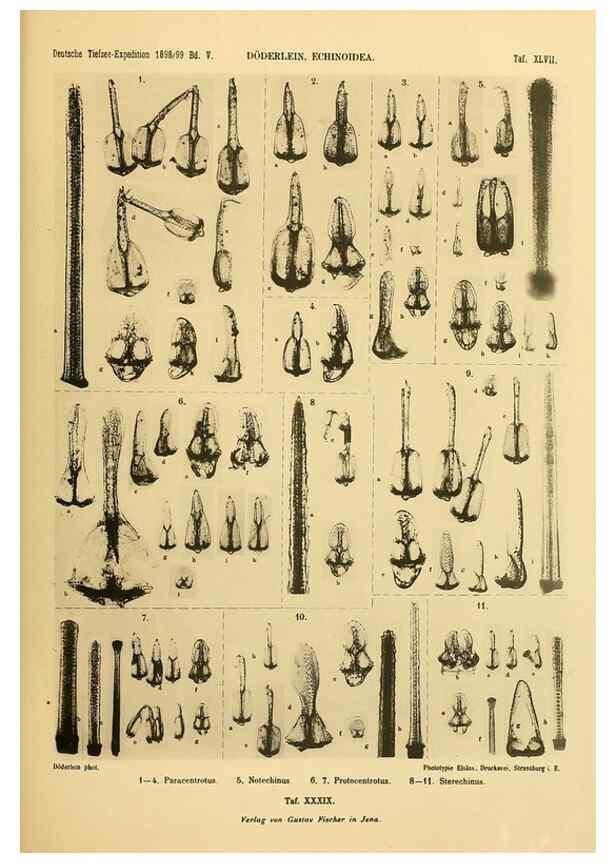 Reproducción/Reproduction 49484886676: Wissenschaftliche Ergebnisse der Deutschen Tiefsee-Expedition auf dem Dampfer ""Valdivia"" 1898-1899.. Jena,G. Fischer,1902-40.. 