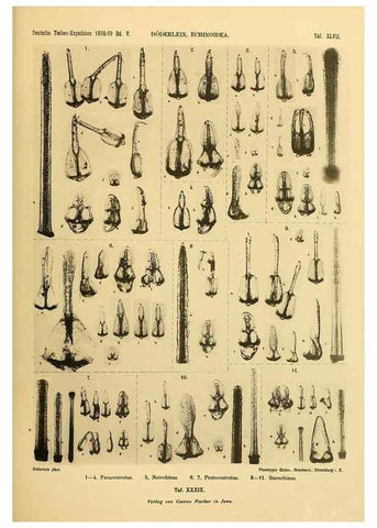 Reproducción/Reproduction 49484886676: Wissenschaftliche Ergebnisse der Deutschen Tiefsee-Expedition auf dem Dampfer ""Valdivia"" 1898-1899.. Jena,G. Fischer,1902-40.. 