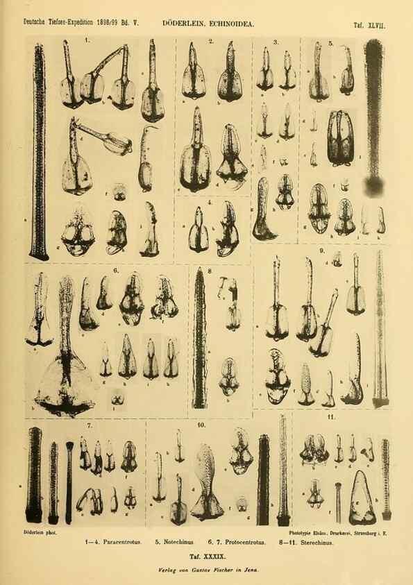 Reproducción/Reproduction 49484886676: Wissenschaftliche Ergebnisse der Deutschen Tiefsee-Expedition auf dem Dampfer ""Valdivia"" 1898-1899.. Jena,G. Fischer,1902-40.. 