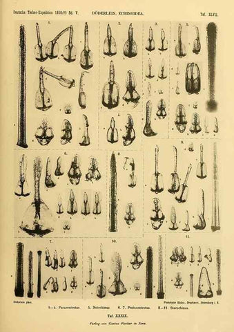 Reproducción/Reproduction 49484886676: Wissenschaftliche Ergebnisse der Deutschen Tiefsee-Expedition auf dem Dampfer ""Valdivia"" 1898-1899.. Jena,G. Fischer,1902-40.. 