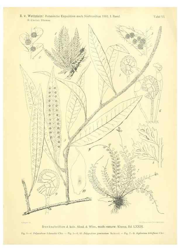 Reproducción/Reproduction 49487636831: Pteridophyta und Anthophyta /. Wien :K.K. Hof- und Staatsdruckerei,1908.. 