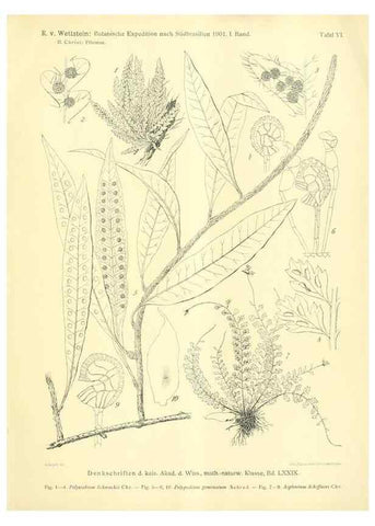 Reproducción/Reproduction 49487636831: Pteridophyta und Anthophyta /. Wien :K.K. Hof- und Staatsdruckerei,1908.. 